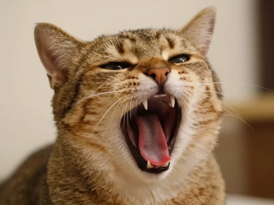 2 dramatic yawn cats