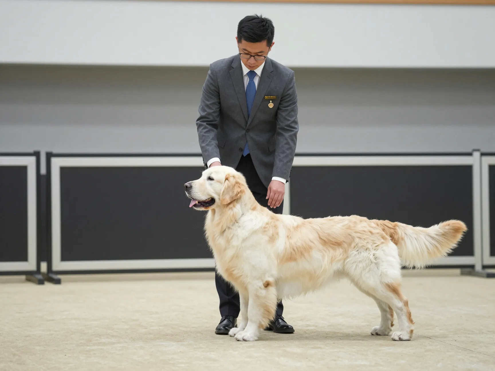 Breed standards do not recognize white as a color