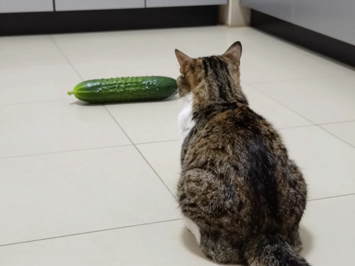 The cat vs cucumber startle photo