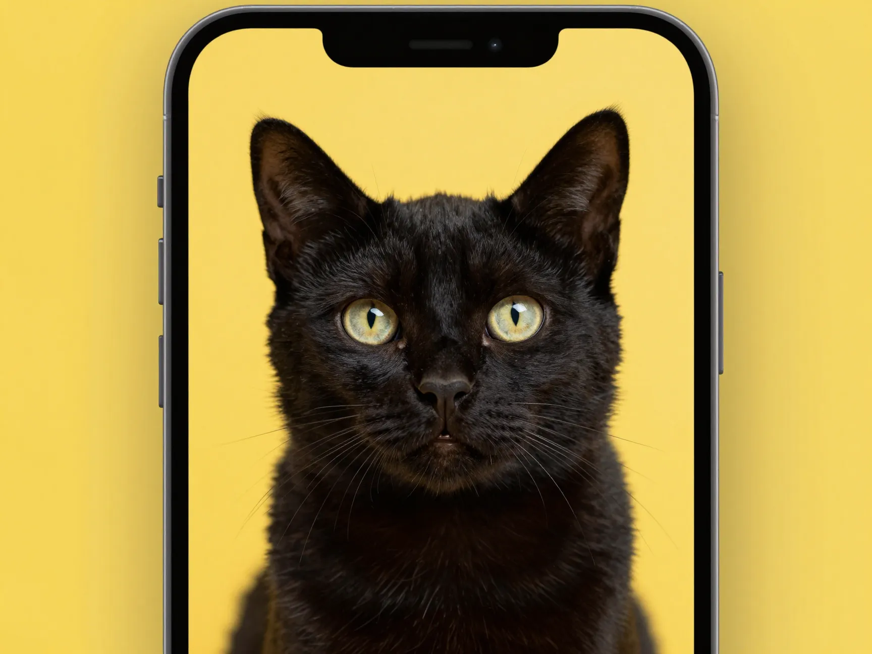 1 curious black cat on yellow background