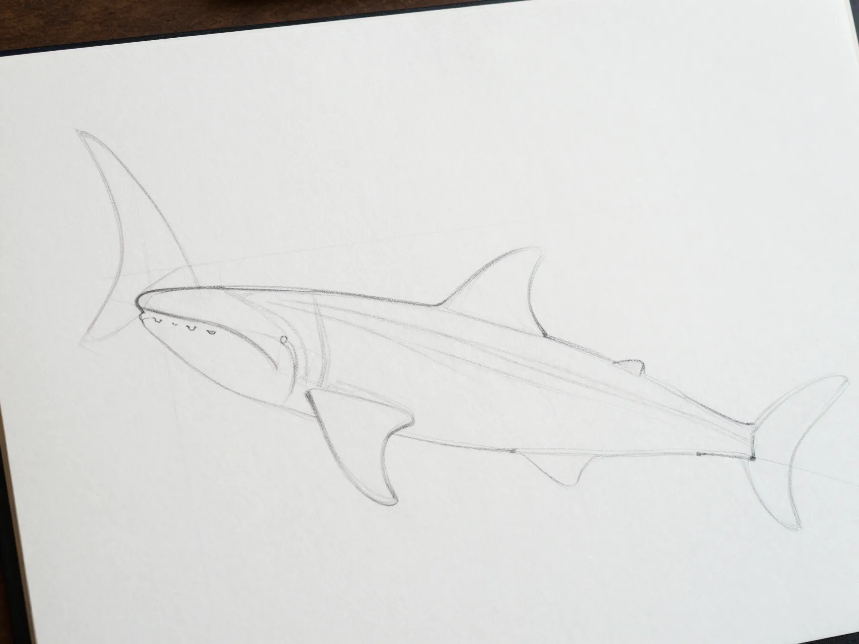 Shape the tail and underside