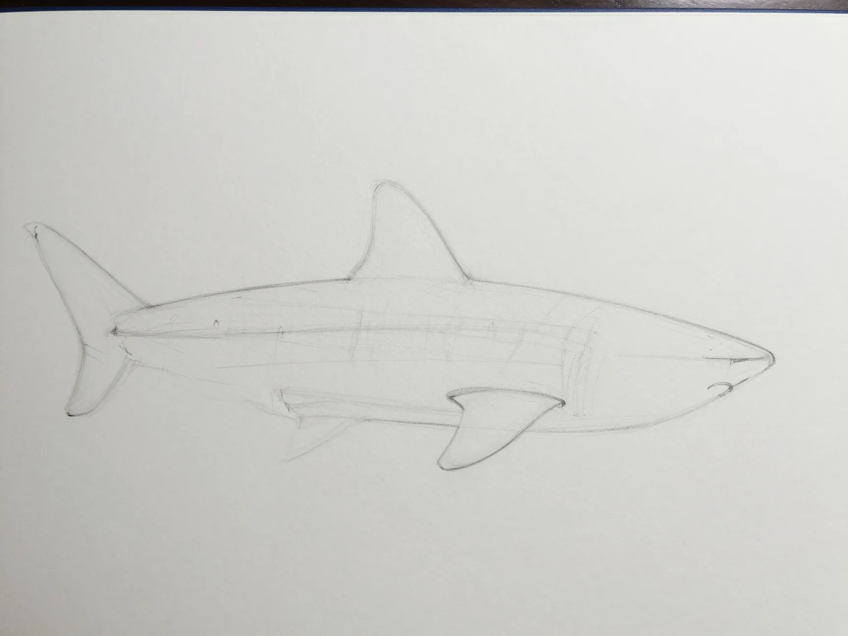 Draw the major fins
