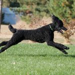 Gym Class: How To Exercise Your Dog