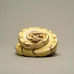 7 Must-Know Facts About the Ball Python Regius for New Owners