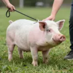 7 Honest Truths About Teacup Pigs Full Grown Size & Care