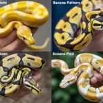 6 Things You Need to Know Before Buying a Ball Python Banana Morph