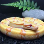 6 Stunning Ball Python Colors & Morphs to Know Before You Buy