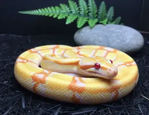 Read more about the article 6 Stunning Ball Python Colors & Morphs to Know Before You Buy