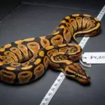 Killer Clown Ball Python: 6 Must-Know Facts About This Stunning Morph
