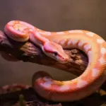 6 Rare & Beautiful Pink Ball Python Morphs You’ve Probably Never Seen