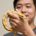 6 Common Myths About the Banana Ball Python Snake Debunked