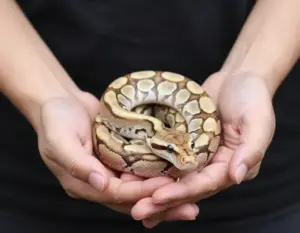 Read more about the article Ball Python Spider Morph: 8 Crucial Health & Ethics Facts Owners Must Know