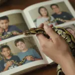 8 Reasons Why the Royal Python Snake is the Perfect Pet Reptile