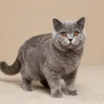 6 Breeds of the Cutest Little Kittens You’ll Ever See