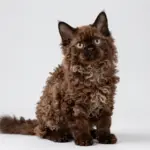 6 Breeds of Extremely Cute Kittens You Won’t Believe Are Real