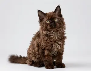 Read more about the article 6 Breeds of Extremely Cute Kittens You Won’t Believe Are Real