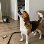 8 Pros and Cons of Adopting Dogs and Puppies: Beagle Focus