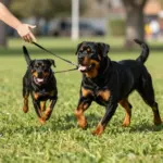 8 Myths vs. Facts: The Real Truth About Rottweiler Dogs and Puppies