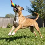 7 Most Popular & Adorable Pitbull Mix Dog Breeds You’ll Love