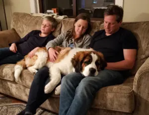 Read more about the article 8 Heartwarming Reasons a St Bernard Dog Puppy Makes a Gentle Giant