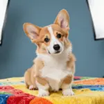 7 Irresistible Reasons a Corgi Puppy Dog Will Steal Your Heart