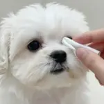 6 Grooming Secrets for Your Maltese Dogs Puppy