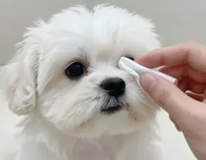 Read more about the article 6 Grooming Secrets for Your Maltese Dogs Puppy