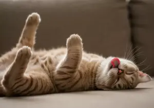 Read more about the article 7 Cats Funny Photos That Perfectly Capture Their Weird Personality