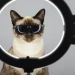 8 Cats Funny Images Guaranteed to Make You Snort-Laugh