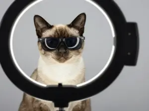 Read more about the article 8 Cats Funny Images Guaranteed to Make You Snort-Laugh