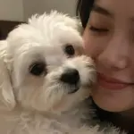 7 Charming Reasons The Maltese Dog Breed Makes The Perfect Lap Dog