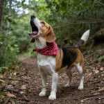 7 Beagle Dog Breed Quirks Every Owner Should Know