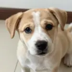 8 Perfect Pictures of a Puppy Dog for Your Screensaver