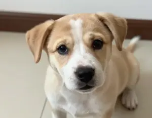 Read more about the article 8 Perfect Pictures of a Puppy Dog for Your Screensaver