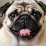 8 Funny Dog Pics That Guarantee a Laugh