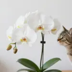 8 Beautiful Flowers Not Toxic to Cats for a Pet-Safe Garden