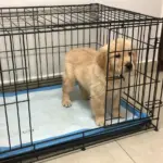 6 Puppy Pad Training Tips for Apartments & Bad Weather