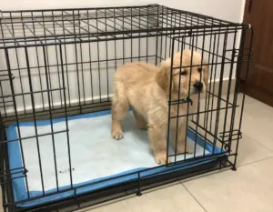 Read more about the article 6 Puppy Pad Training Tips for Apartments & Bad Weather