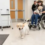 6 Foundational Service Dog Puppy Training Steps for Success