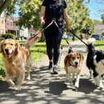 The Ultimate Combo: 7 Benefits of Bundled Pet Sitting & Dog Walking