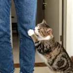 8 Signs Your Cat is Thriving with a Pet Sitting Cat Pro