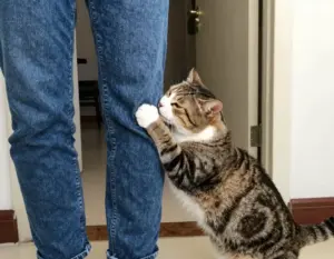 Read more about the article 8 Signs Your Cat is Thriving with a Pet Sitting Cat Pro