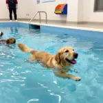 8 Must-Have Amenities for the Perfect Day Care for Dog Experience