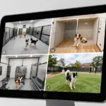 8 Lavish Amenities That Define True Dog Boarding Luxury