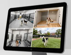 Read more about the article 8 Lavish Amenities That Define True Dog Boarding Luxury