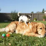 8 Popular Dog Breeds That Get Along Perfectly With Chihuahuas