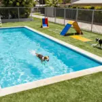 6 Luxurious Dog Boarding Suites That Feel Like a 5-Star Hotel