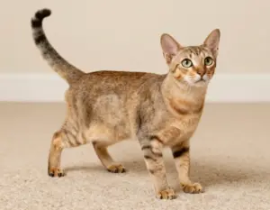 Read more about the article 6 Adorable Tiny Kittens That Fit in the Palm of Your Hand