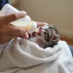 8 Vital Steps on How to Feed Newborn Kittens for Optimal Health