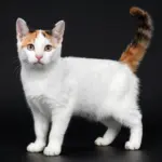 8 Stunningly Cute Kittens with Calico Coats You Have to See